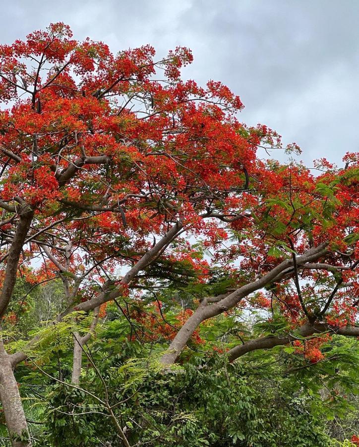 The Serene House Bed & Breakfast Luquillo Eksteriør bilde